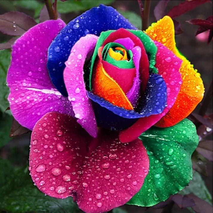 Sollievo Rainbow Rose Seeds