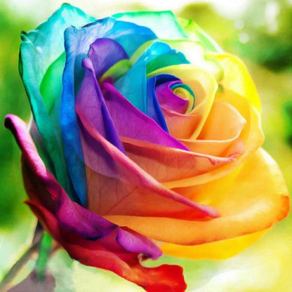 Sollievo Rainbow Rose Seeds