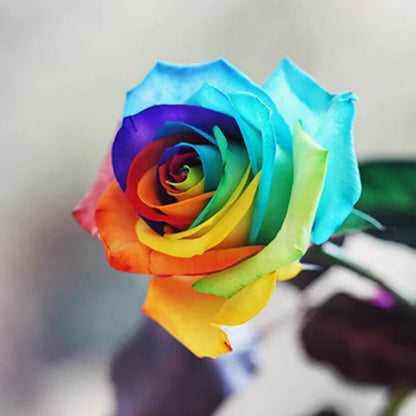 Sollievo Rainbow Rose Seeds