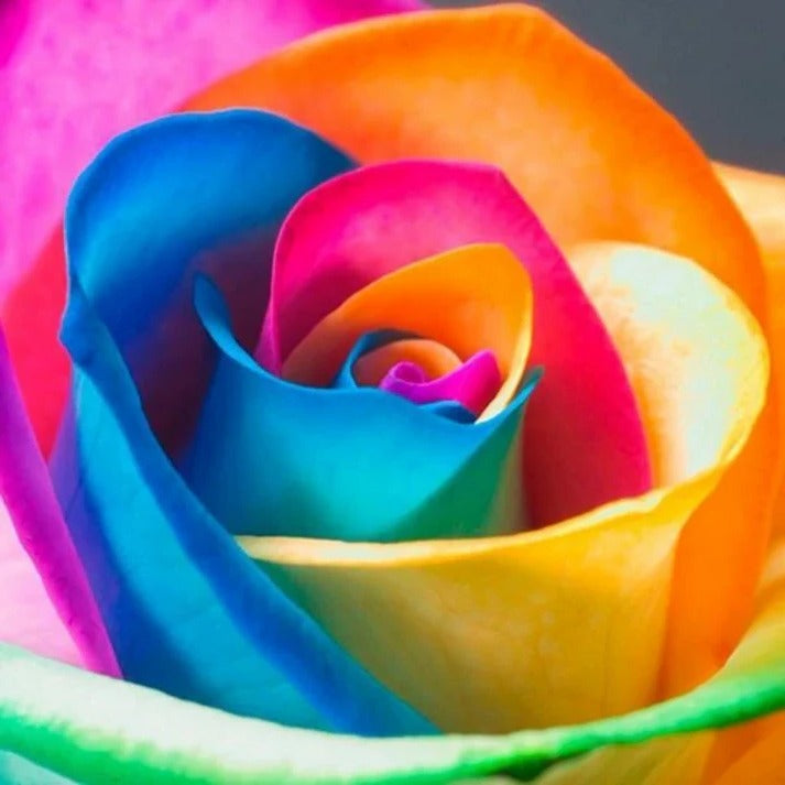 Sollievo Rainbow Rose Seeds